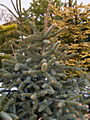 Abies pinsapo Glauca IMG_4785 Jodła hiszpańska
